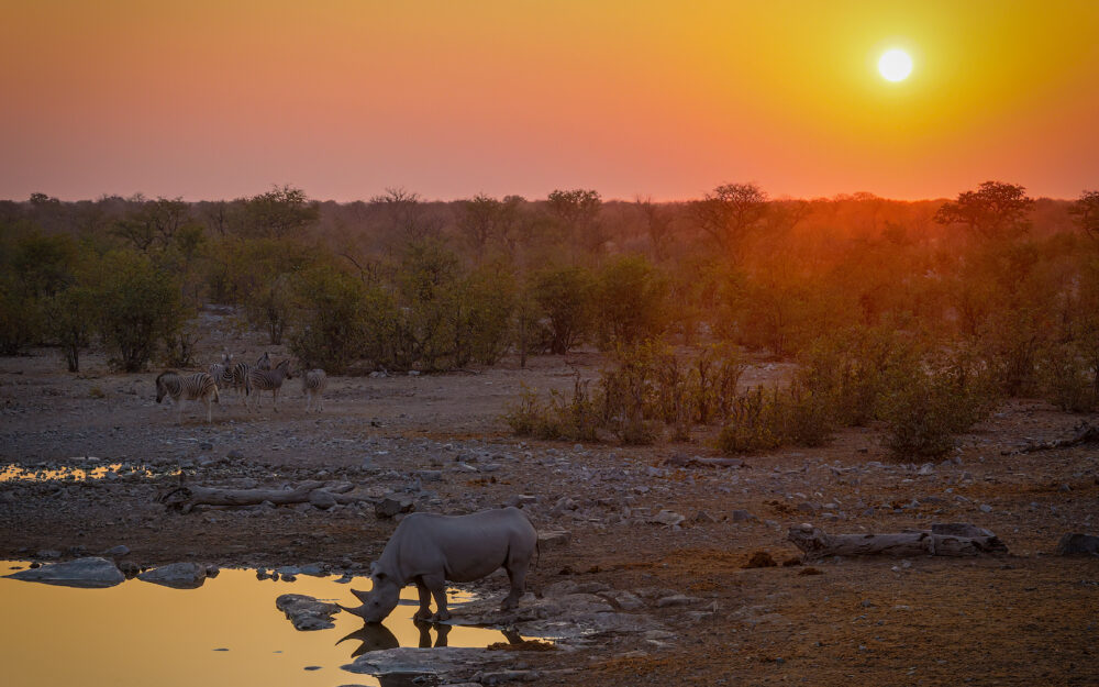 Neushoorn bij waterpoel zonsondergang