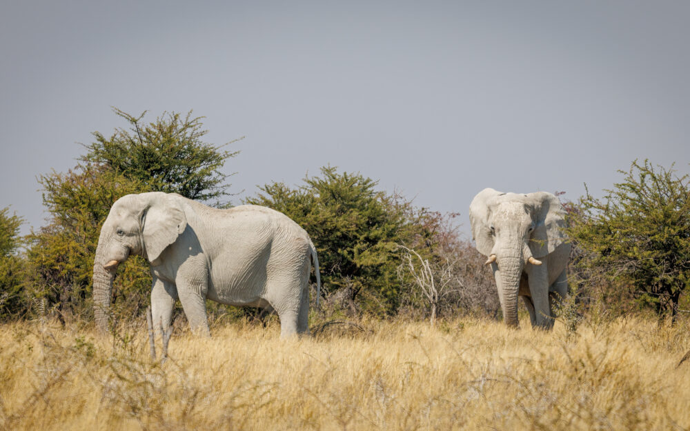 twee olifanten