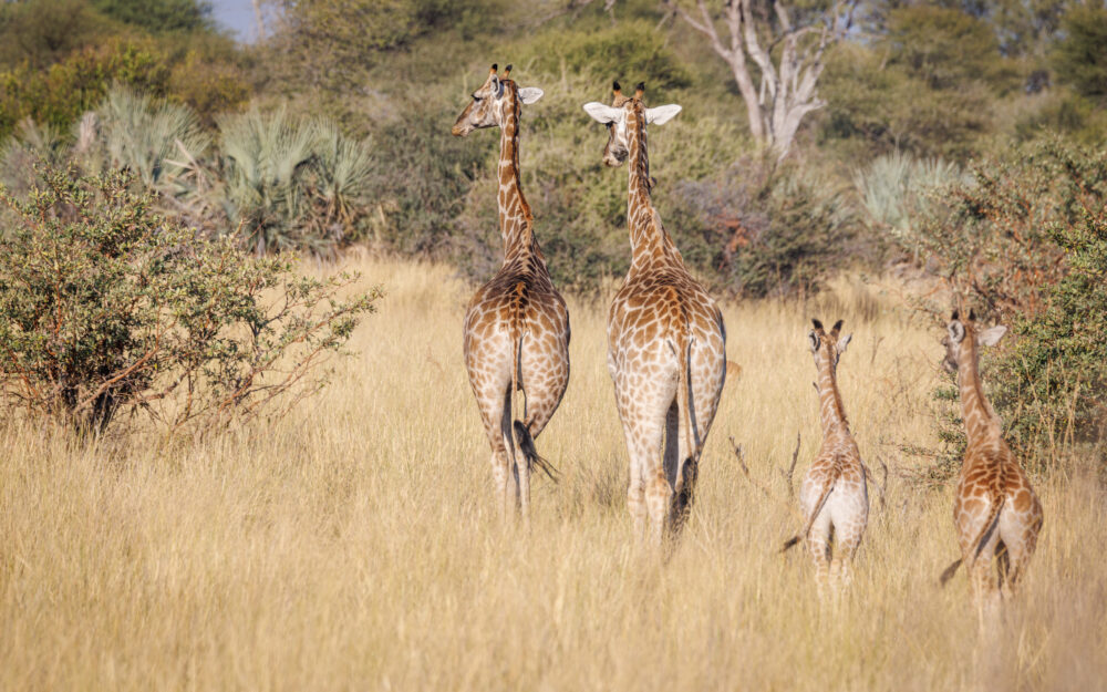 familie giraffen