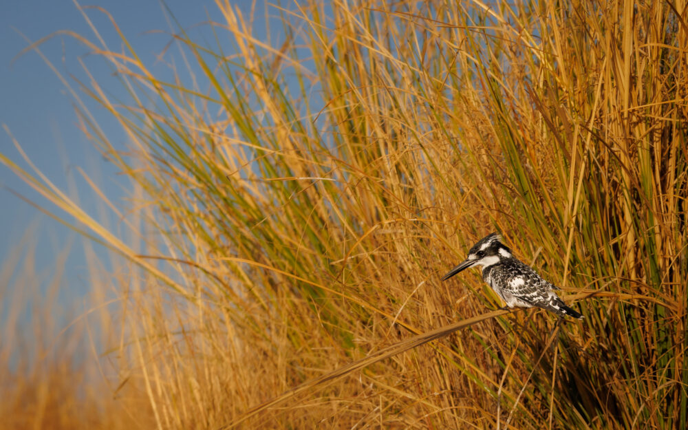 ijsvogel