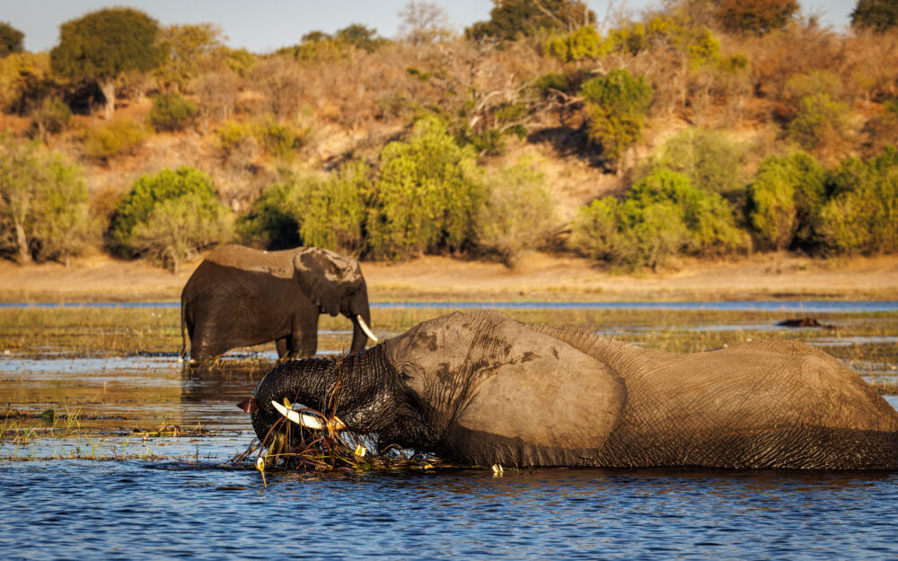 Olifant in water