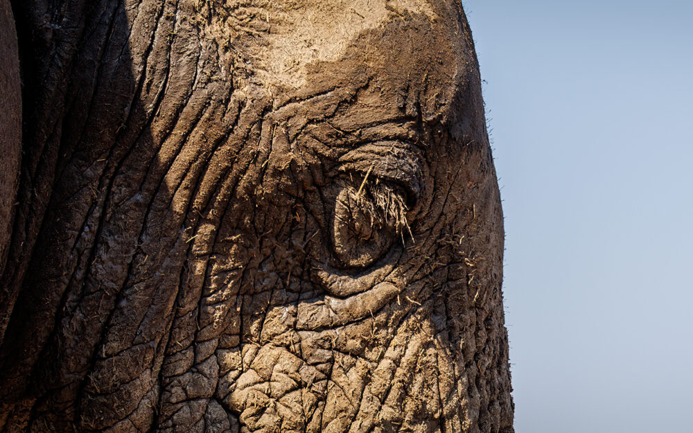 olifant closeup