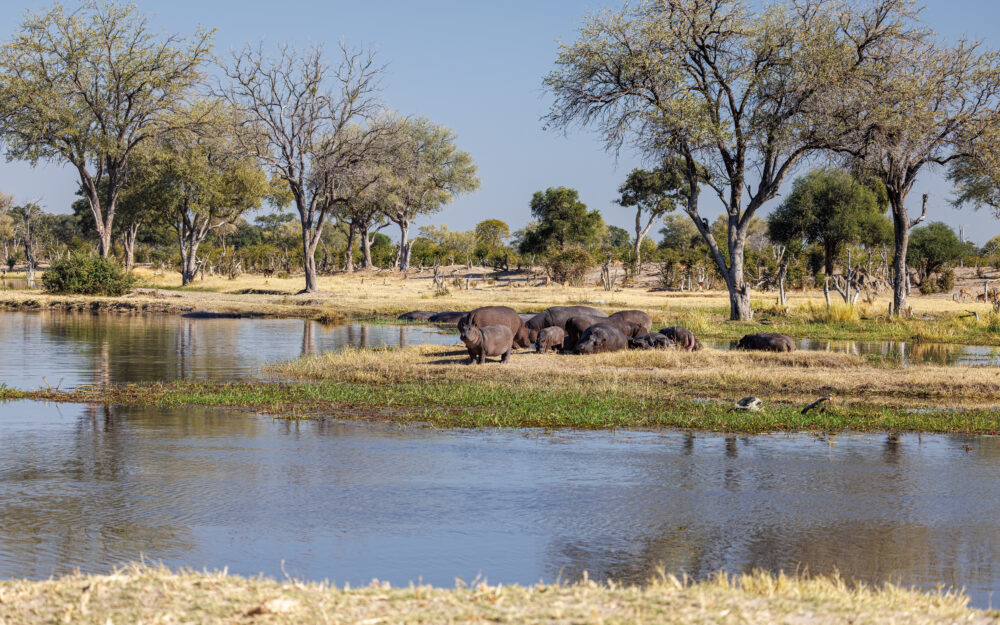 Nijlpaarden bij rivier