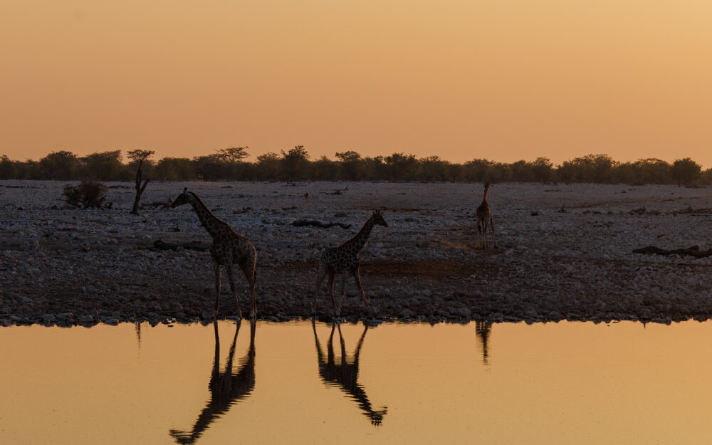 Giraffen bij waterpoel